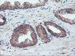 FMR1 Antibody in Immunohistochemistry (Paraffin) (IHC (P))