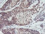 FMR1 Antibody in Immunohistochemistry (Paraffin) (IHC (P))