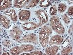 FMR1 Antibody in Immunohistochemistry (Paraffin) (IHC (P))