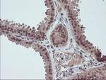 FMR1 Antibody in Immunohistochemistry (Paraffin) (IHC (P))