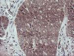 FMR1 Antibody in Immunohistochemistry (Paraffin) (IHC (P))