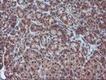 FMR1 Antibody in Immunohistochemistry (Paraffin) (IHC (P))