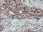 FMR1 Antibody in Immunohistochemistry (Paraffin) (IHC (P))