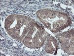 FMR1 Antibody in Immunohistochemistry (Paraffin) (IHC (P))