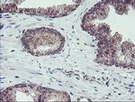 FMR1 Antibody in Immunohistochemistry (Paraffin) (IHC (P))