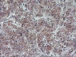 FMR1 Antibody in Immunohistochemistry (Paraffin) (IHC (P))