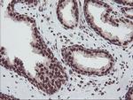 FMR1 Antibody in Immunohistochemistry (Paraffin) (IHC (P))