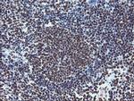 FMR1 Antibody in Immunohistochemistry (Paraffin) (IHC (P))