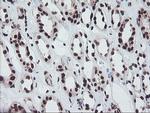 FMR1 Antibody in Immunohistochemistry (Paraffin) (IHC (P))