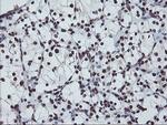 FMR1 Antibody in Immunohistochemistry (Paraffin) (IHC (P))