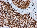 FMR1 Antibody in Immunohistochemistry (Paraffin) (IHC (P))