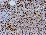 FMR1 Antibody in Immunohistochemistry (Paraffin) (IHC (P))