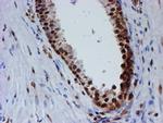 FMR1 Antibody in Immunohistochemistry (Paraffin) (IHC (P))