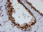 FMR1 Antibody in Immunohistochemistry (Paraffin) (IHC (P))