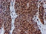 FMR1 Antibody in Immunohistochemistry (Paraffin) (IHC (P))