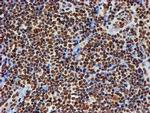 FMR1 Antibody in Immunohistochemistry (Paraffin) (IHC (P))