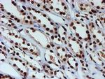 FMR1 Antibody in Immunohistochemistry (Paraffin) (IHC (P))