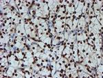 FMR1 Antibody in Immunohistochemistry (Paraffin) (IHC (P))