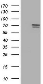 FMR1 Antibody in Western Blot (WB)