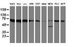 FMR1 Antibody in Western Blot (WB)