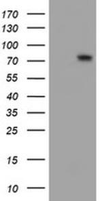 FMR1 Antibody in Western Blot (WB)