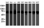 FMR1 Antibody in Western Blot (WB)