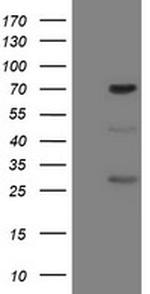 FMR1 Antibody in Western Blot (WB)