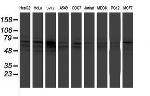 FMR1 Antibody in Western Blot (WB)