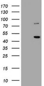 FMR1 Antibody in Western Blot (WB)