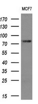 FMR1 Antibody in Western Blot (WB)