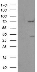 FMR1 Antibody in Western Blot (WB)