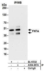 FNTA Antibody in Western Blot (WB)