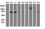 FOLH1 Antibody in Western Blot (WB)