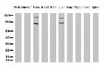 FOLH1 Antibody in Western Blot (WB)