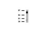 FOLH1 Antibody in Western Blot (WB)