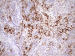 FOLR2 Antibody in Immunohistochemistry (Paraffin) (IHC (P))