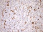 FOLR2 Antibody in Immunohistochemistry (Paraffin) (IHC (P))