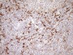 FOLR2 Antibody in Immunohistochemistry (Paraffin) (IHC (P))