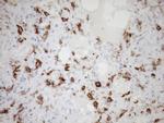 FOLR2 Antibody in Immunohistochemistry (Paraffin) (IHC (P))