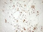 FOLR2 Antibody in Immunohistochemistry (Paraffin) (IHC (P))