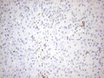 FOLR2 Antibody in Immunohistochemistry (Paraffin) (IHC (P))