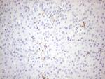 FOLR2 Antibody in Immunohistochemistry (Paraffin) (IHC (P))