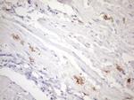 FOLR2 Antibody in Immunohistochemistry (Paraffin) (IHC (P))