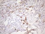 FOLR2 Antibody in Immunohistochemistry (Paraffin) (IHC (P))