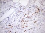 FOLR2 Antibody in Immunohistochemistry (Paraffin) (IHC (P))