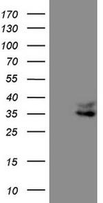 FOLR2 Antibody in Western Blot (WB)