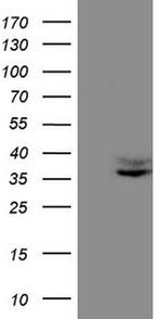 FOLR2 Antibody in Western Blot (WB)