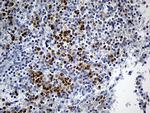 FOLR3 Antibody in Immunohistochemistry (Paraffin) (IHC (P))