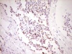 FOS Antibody in Immunohistochemistry (Paraffin) (IHC (P))