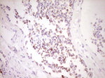 FOS Antibody in Immunohistochemistry (Paraffin) (IHC (P))